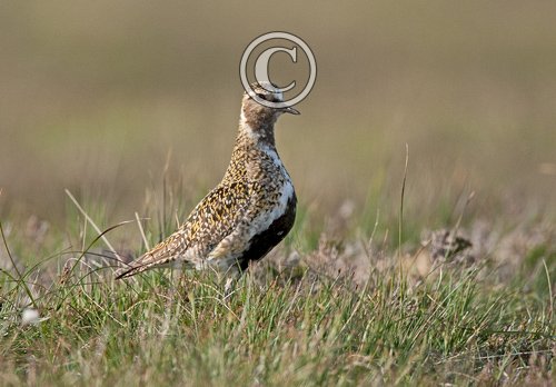 Golden Plover DM1075
